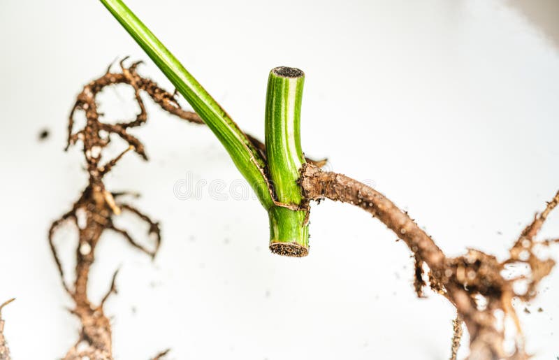 Root with a piece of stem. Plant growth cone. Monstera Variegata