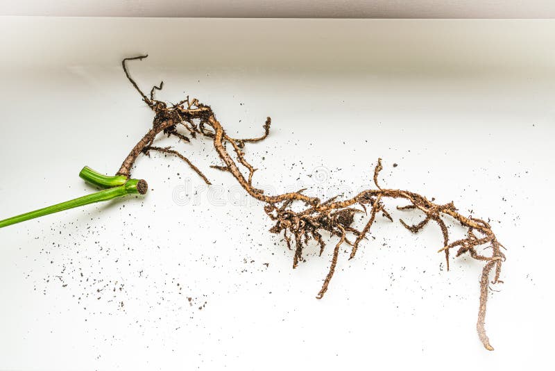 Root with a piece of stem. Plant growth cone. Monstera Variegata