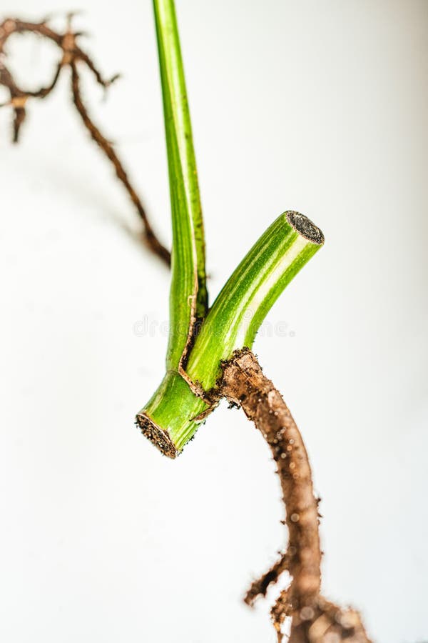 Root with a piece of stem. Plant growth cone. Monstera Variegata