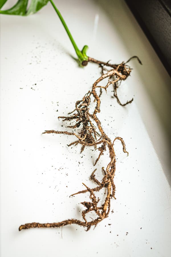 Root with a piece of stem. Plant growth cone. Monstera Variegata