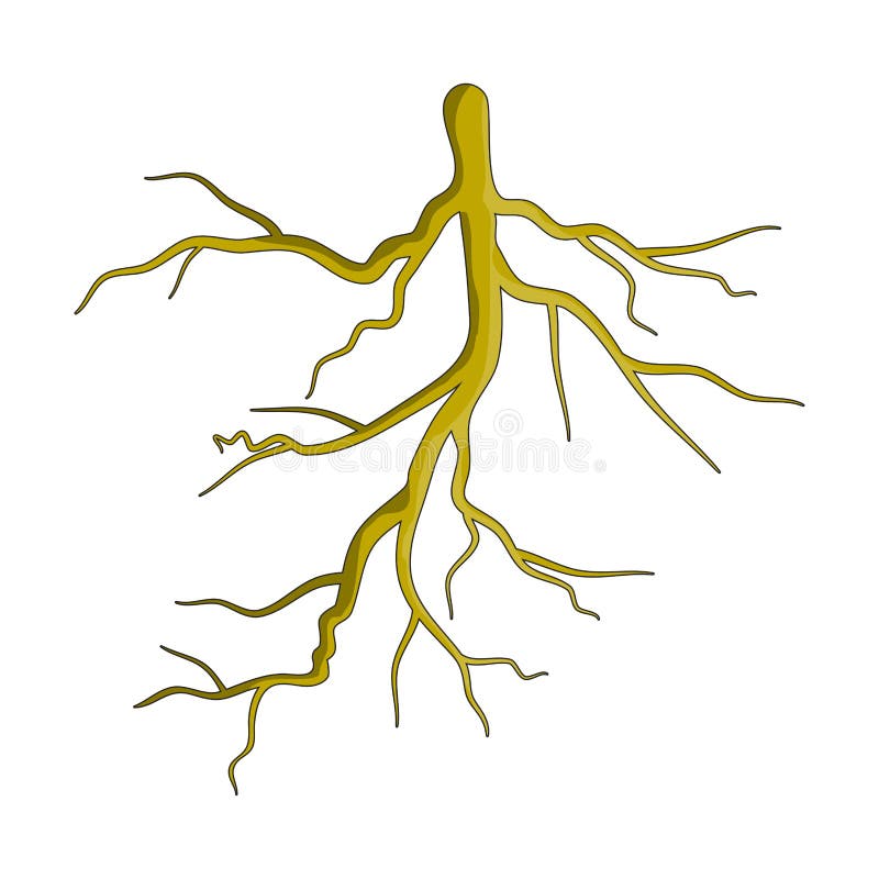 Root Plant Cartoon Vector Symbol Icon Design. Beautiful Illustr Stock  Vector - Illustration of environment, natural: 94022885