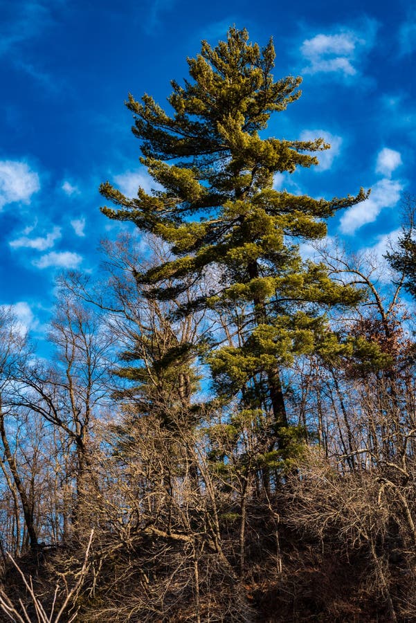 Root River in Root River Park Stock Image Image of olmsted, minnesota