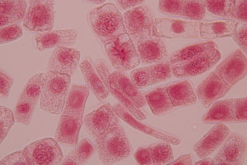 Mitosis Cell In The Root Tip Of Onion Under A Microscope. Stock Photo