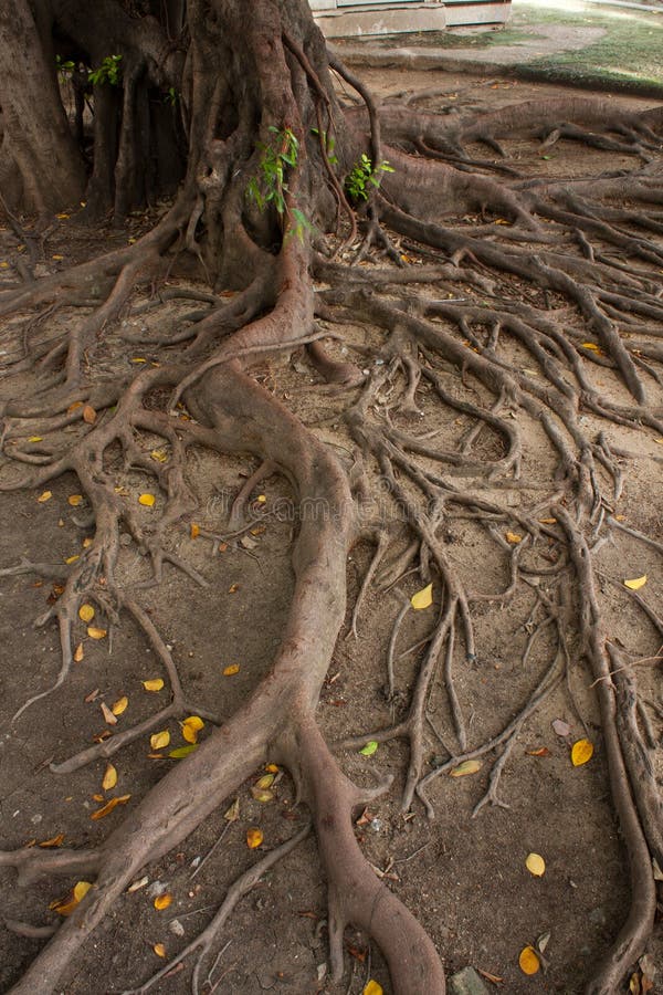 La radice dell'albero nel parco, radice curva arte classica natura.