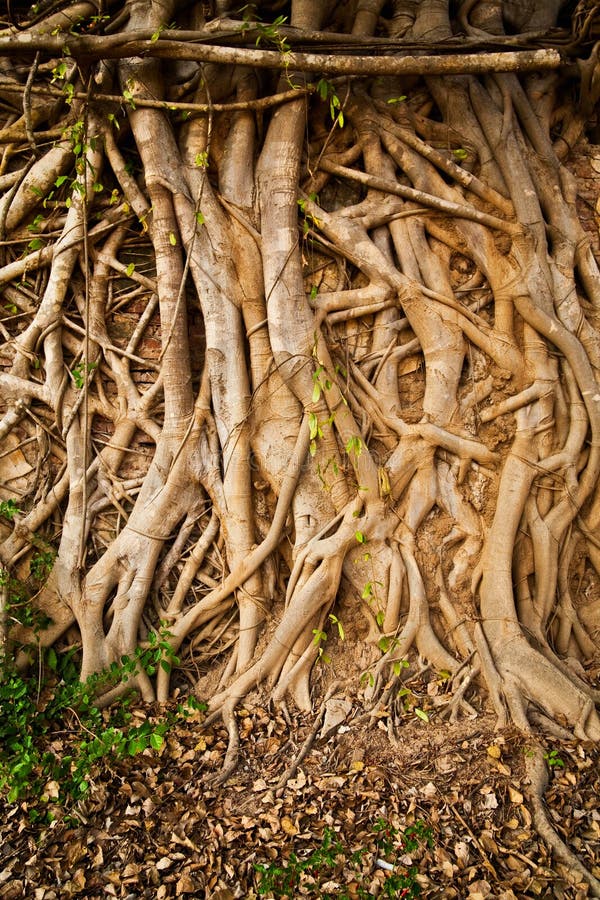 Root tree abstract