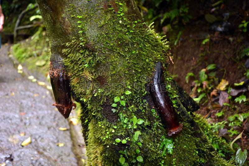 The root of a tree grown from a tree trunk, similar to the male sexual organ in Costa Rica stock photography The root of a tree grown from a tree trunk, similar to the male sexual organ in Costa Rica stock photography