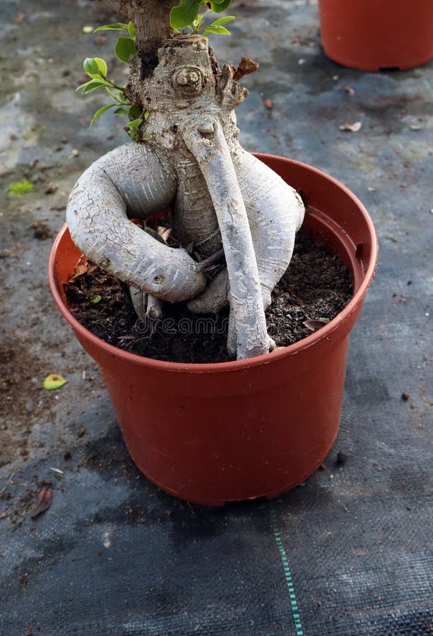 Midium Size Ficus Microcarpa Amazing Shape Roots Strange Roots