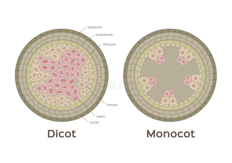 Root Vector / Monocot and Dicot Stem / Infographic Stock Vector