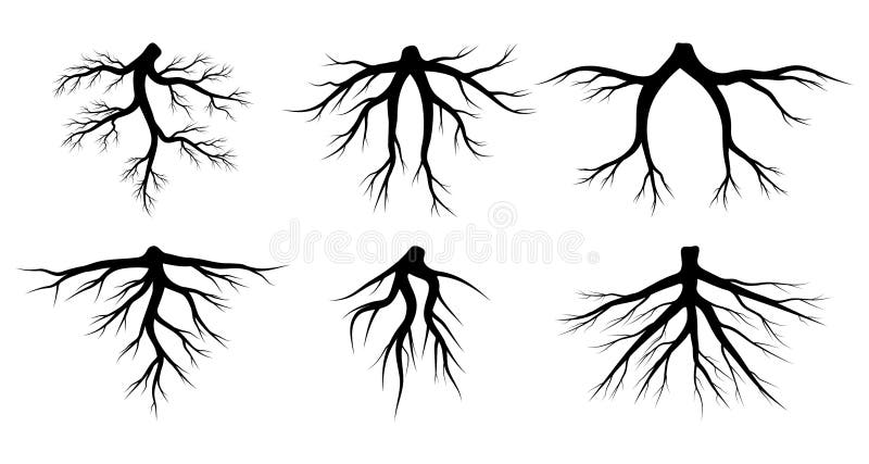 Root vector set isolated on white background. Tree roots system silhouettes collection. Underground growing fibrous structure.