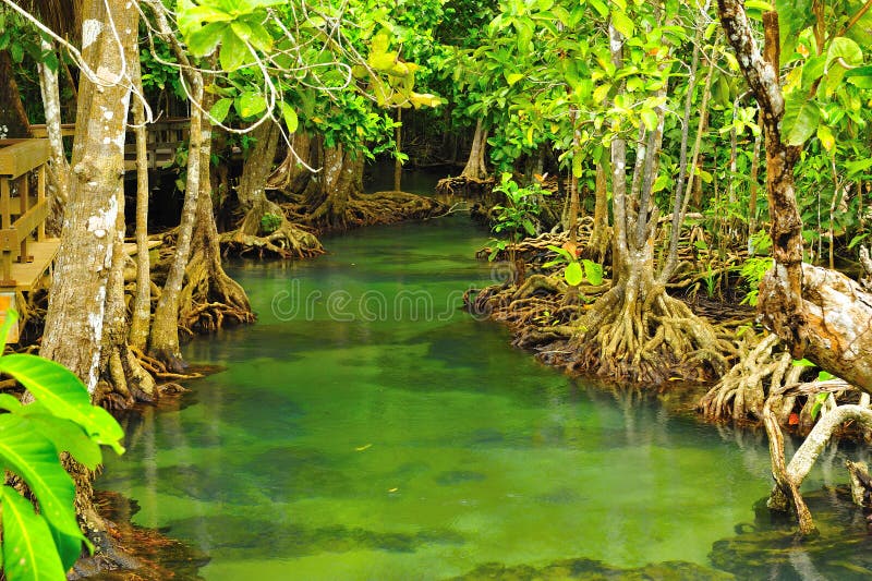 Root of water plant