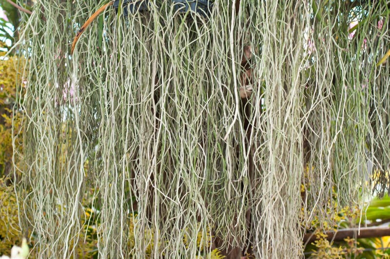 Rootage stock image. Image of fundamental, rootage, base 58370177