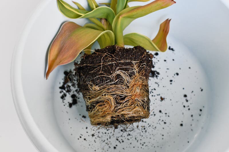 Rootbound root ball with soil of tulip plants. In bucket