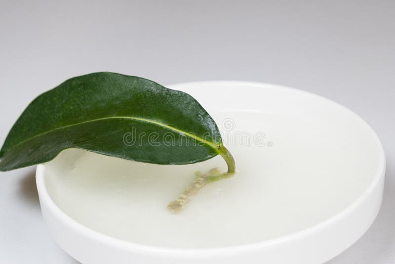 Rooted Cuttings of Jasmine in an Aqueous Solution of a Root Growth