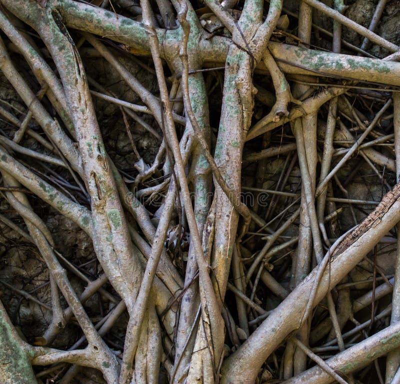 Rootlet arkivfoto Rootlet arkivfoto
