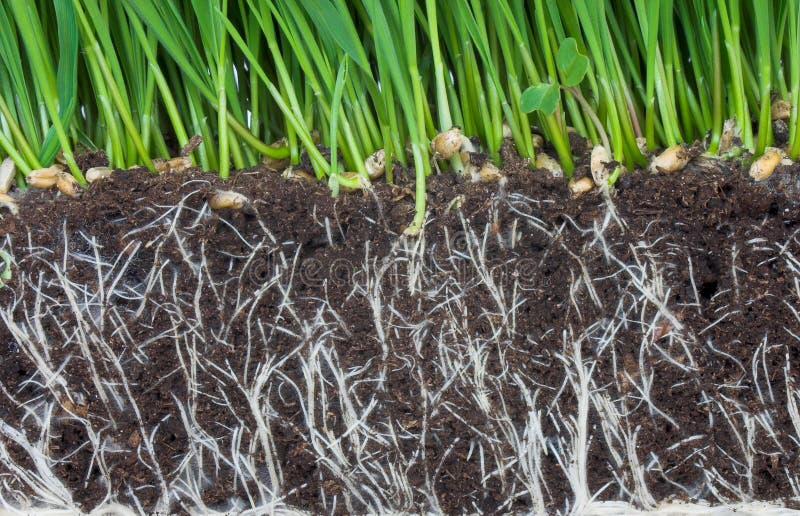 Roots royalty free stock photos Roots royalty free stock photos
