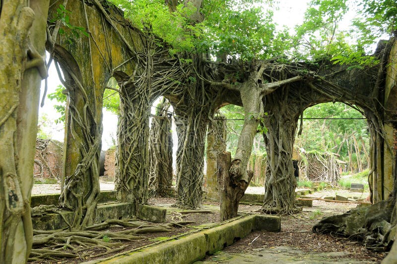 Roots on abandoned ancient wall royalty free stock photography Roots on abandoned ancient wall royalty free stock photography