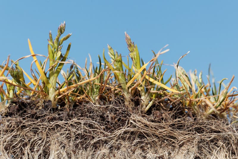 Roots of annual meadow grass, Poa annua