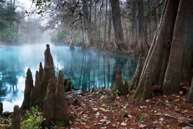 Beautiful Bald Cypress Trees In Autumn Rusty Colored Foliage Their