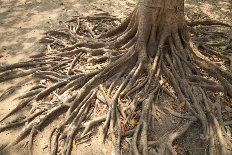 Wild banyan roots.