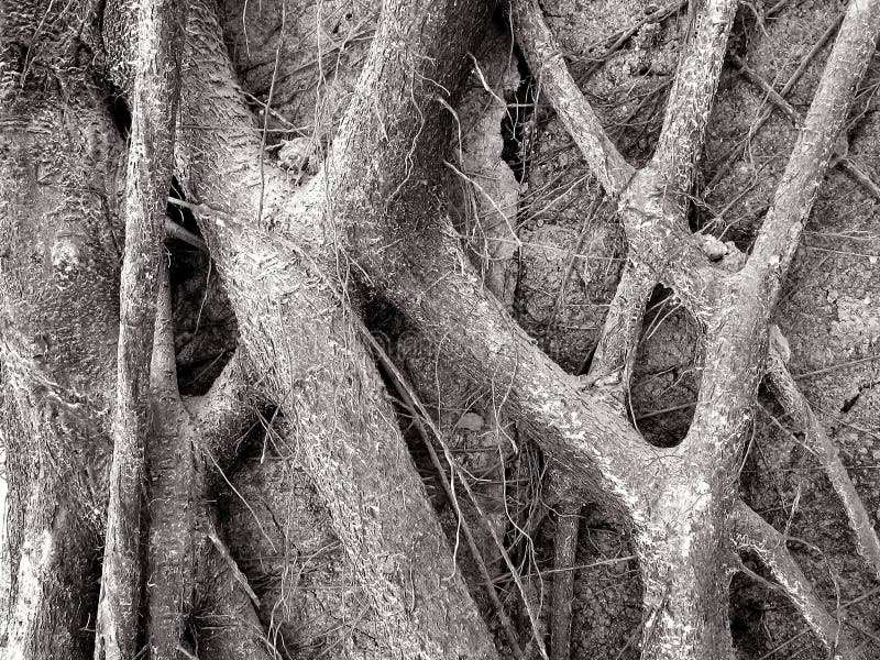 Roots Black and White stock photo. Image of base, root, durable 77324