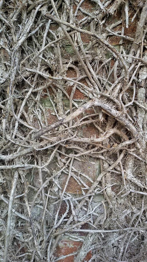 Roots of Climbing Vine Plant Stock Photo Image of texture, climbing