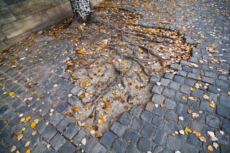 Roots coming out of the cobblestones stock image Roots coming out of the cobblestones stock image