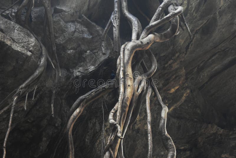 Roots dropping into cave, Mt Suswa Kenya stock images