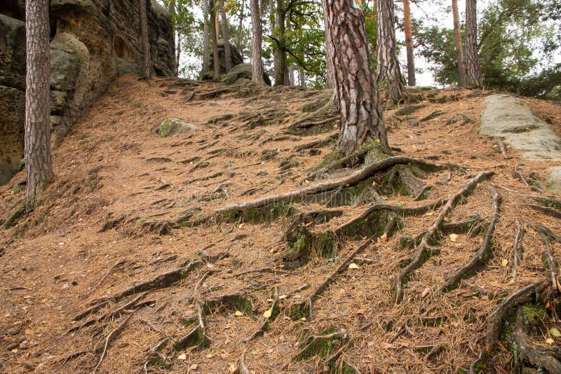 Roots in the forest