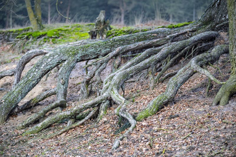 Roots Growing Upward on the Exterior . Tree with External Roots Stock Photo Image of climate