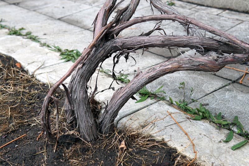 Roots of isabella grapes bush close up stock photography Roots of isabella grapes bush close up stock photography