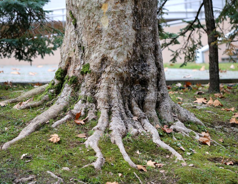 Roots of a large tree stock image. Image of root, place 63497019