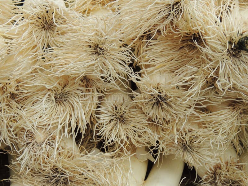 Leek Roots stock photo. Image of macro, bulb, bushel, vegetable 1241860