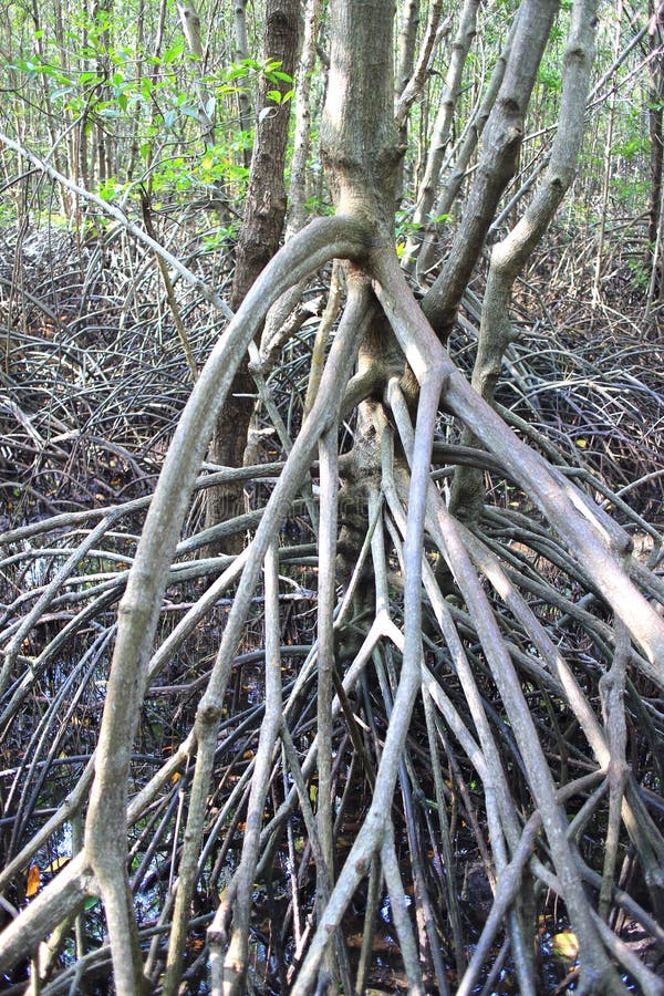 701 Mangrove Tree Leaves Roots Stock Photos - Free & Royalty-Free Stock ...