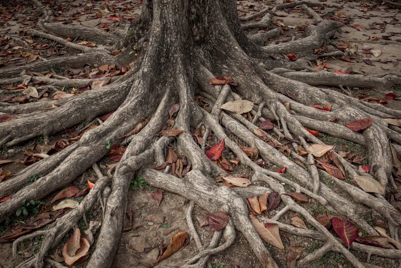 Big Tree Roots.tree Roots On Field Stock Image Image of forest