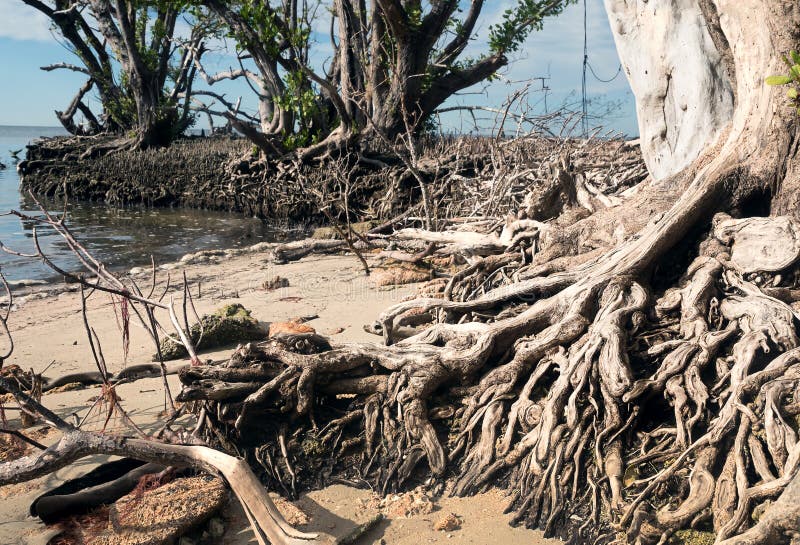 The roots of the old tree of the black mangrove. Florida, USA