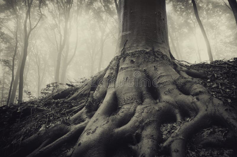 Roots of an old tree in a dark misty mysterious forest. Roots of an old tree in a dark misty mysterious forest