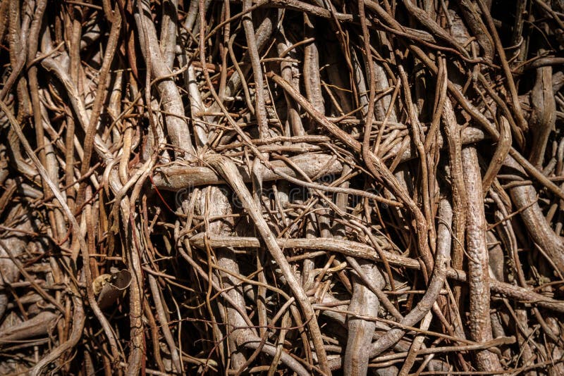 Roots Pattern on the Ground Stock Image - Image of growing, trees: 6259069