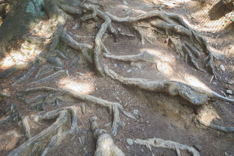 The Roots of a Tree Growing Above the Ground. Stock Image Image of