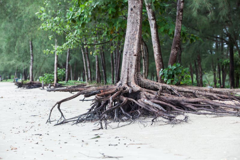 Roots of tree standing dead because erode by seawater