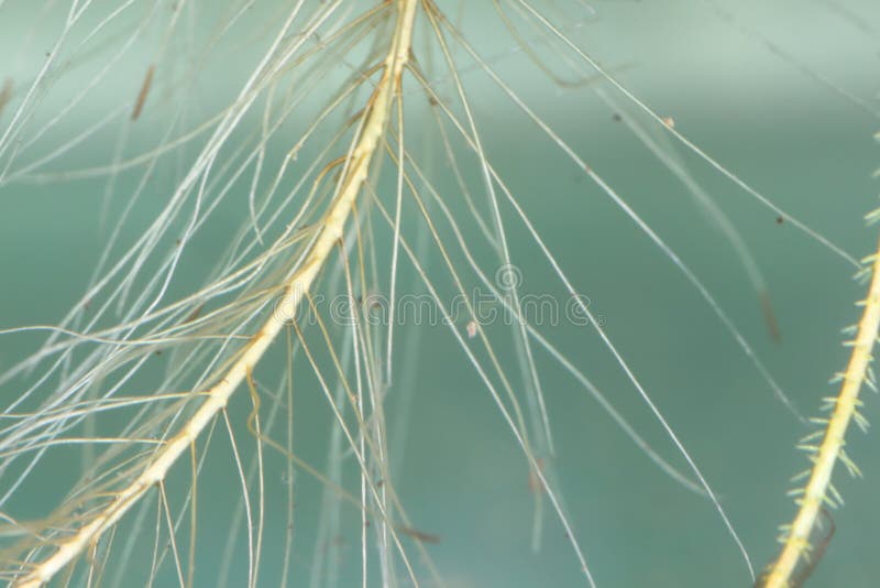 196 Water Lettuce Roots Stock Photos Free & RoyaltyFree Stock Photos