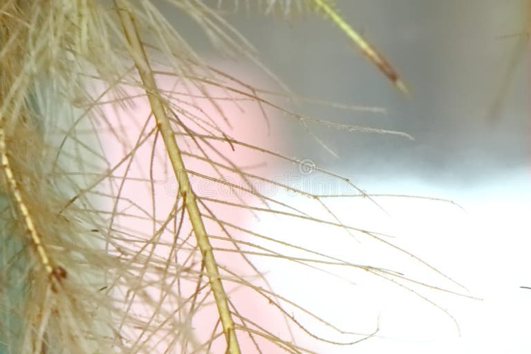 173 Water Lettuce Roots Stock Photos Free & RoyaltyFree Stock Photos