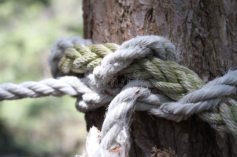A Knotted Rope In A Large Tree Macro Climbing White Rope Tied To A Big Tree  Rope Around Tree Trunk Rope With Knot Around Tree Beautiful Natural  Environment And Sea Background Travel