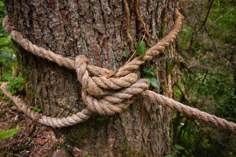 Rope knot on the tree stock photo. Image of trunk, object