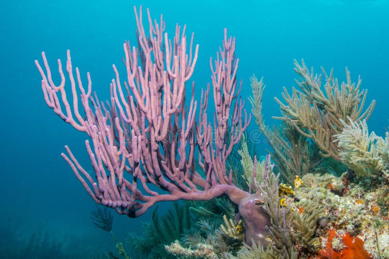 Rope Sponge stock photo. Image of underwater, dive, keys 94779402