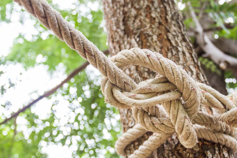 The Rope Tied To A Tree Stock Image Image Of Cordage 43909143