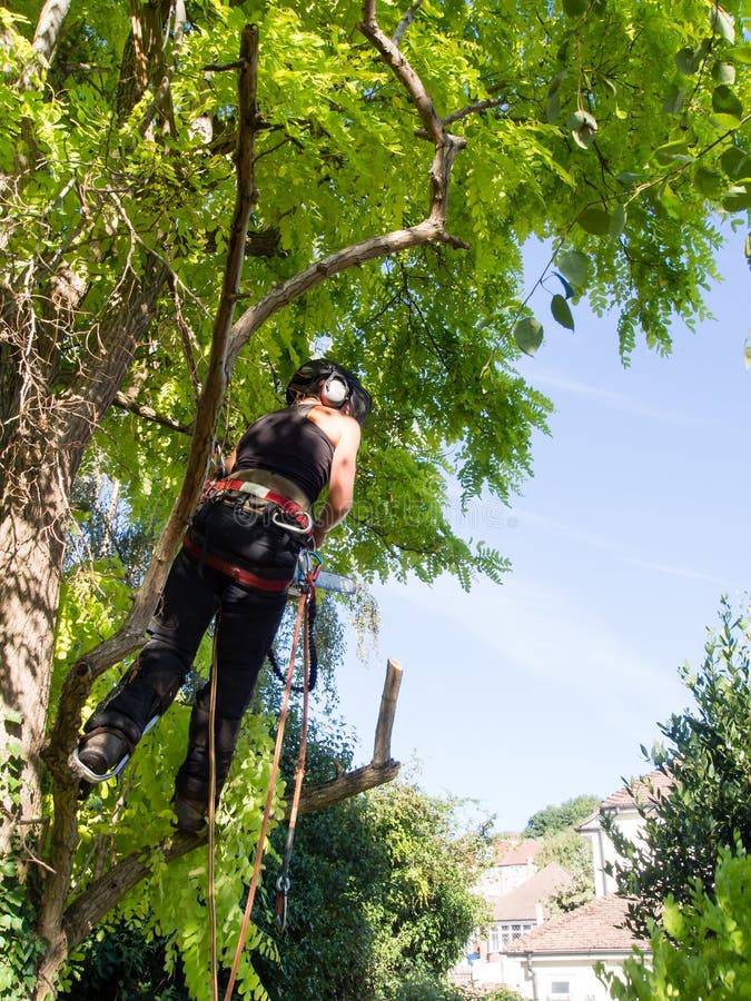 Female Arborist roped to a tree ready to start work