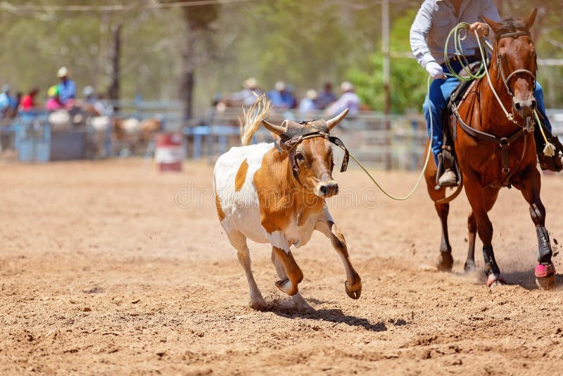 Команда ковбоев. Calf Roping. Cowboy Team.