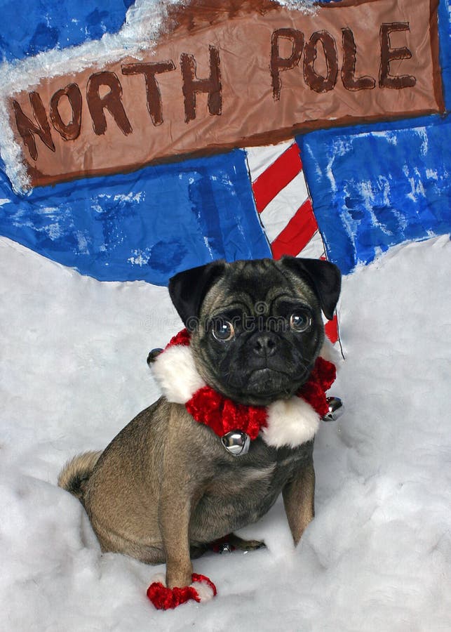 Download Roquet de Noël image stock. Image du noël, canin, vacances - 56095