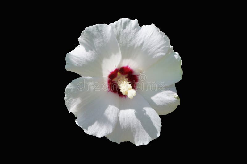 Ros för hibiskussyriacusvit av blomman för ` för hjärta för Sharon ` den röda royaltyfri fotografi Ros för hibiskussyriacusvit av blomman för ` för hjärta för Sharon ` den röda royaltyfri fotografi