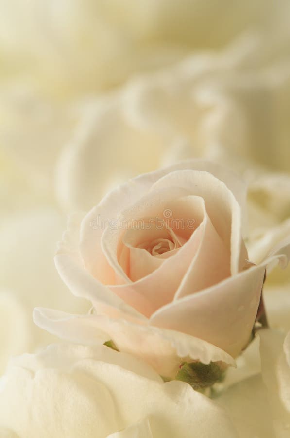 Ros för rosa färger för blommakonstcloseup royaltyfria foton